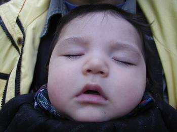 redwoods snoozing.JPG.jpg